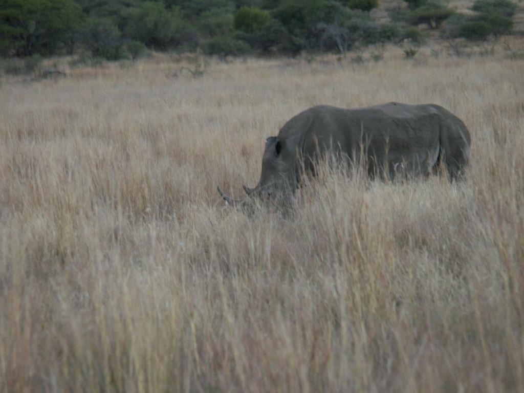 090516_Pilanesberg 364.jpg